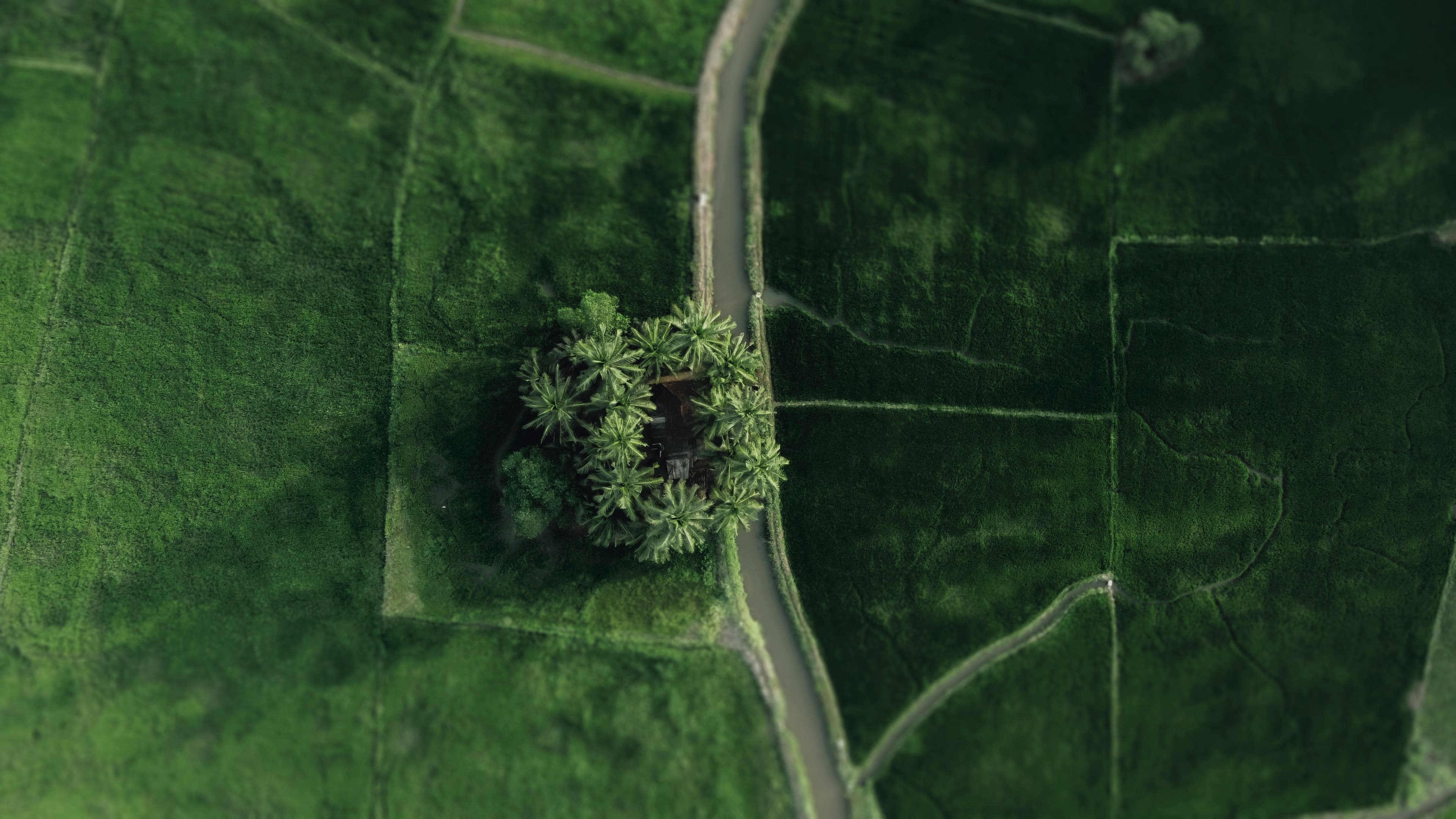 Coconut grove and a homestead set among Keralam's paddy fields, seen from above