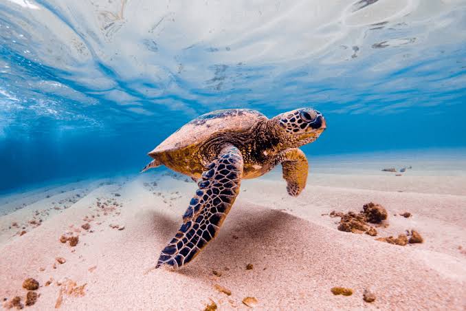 Importance of Marine Life