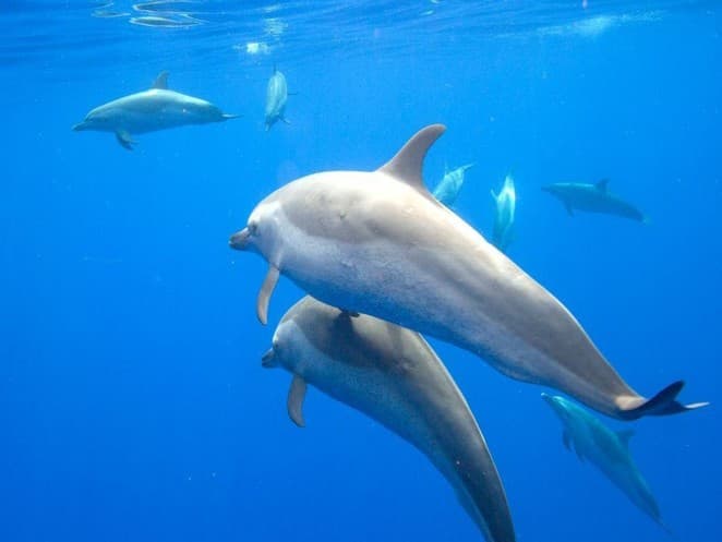 Amazing Facts About Dolphins