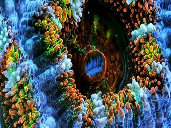 The Importance of Marine Life